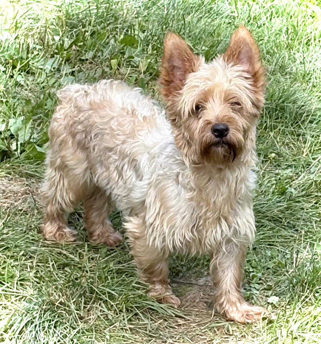 Enlarge Rosie, a Adopted Yorkshire Terrier in Peebles, OH image 4/6