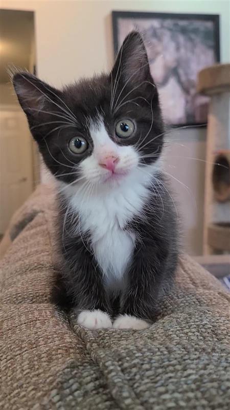 Poppy, Adoptable, Kitten Female Domestic Short Hair.