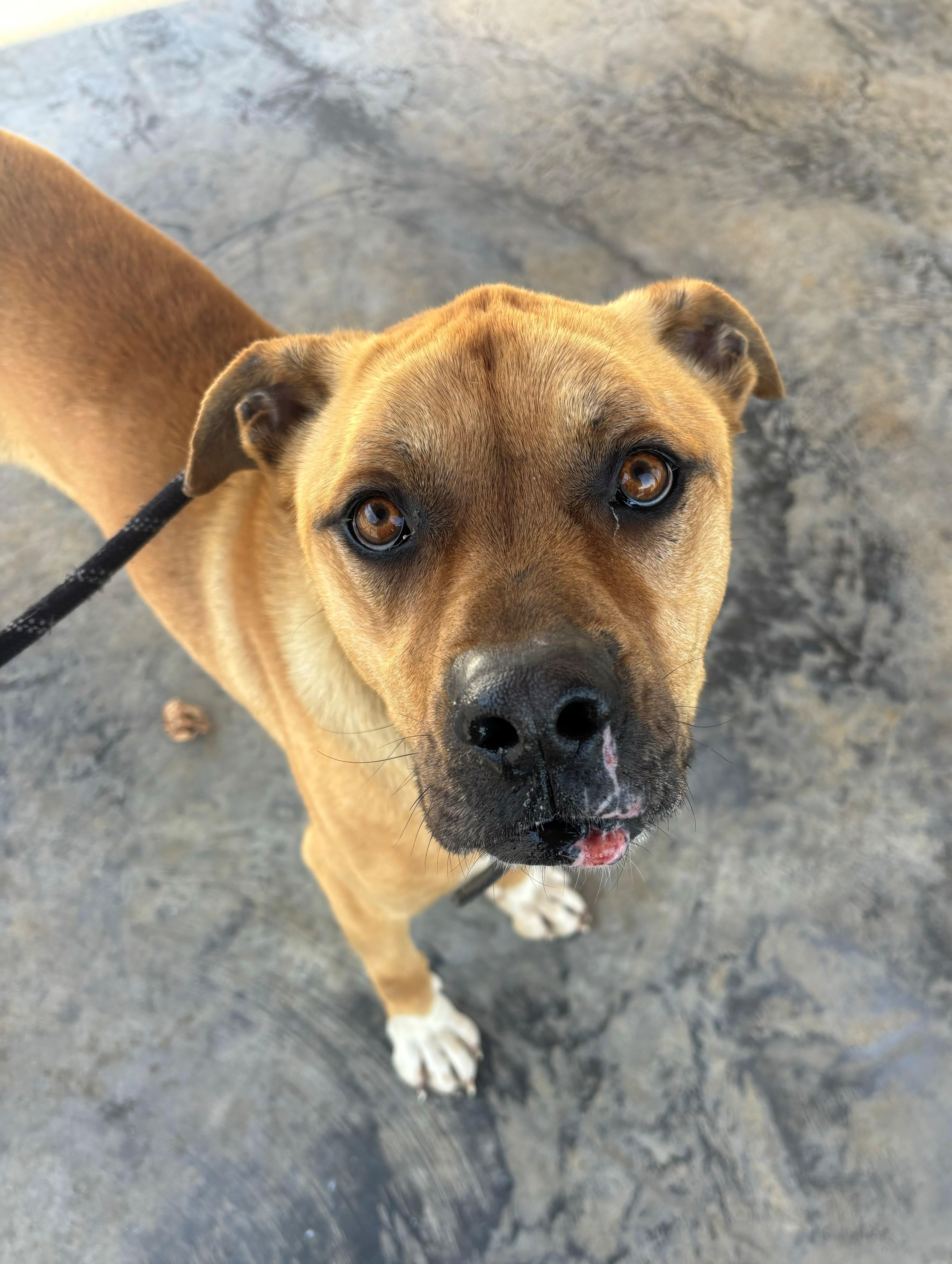 Enlarge Leroy, a ADOPTABLE mixed breed in Edinburg, VA image 1/1