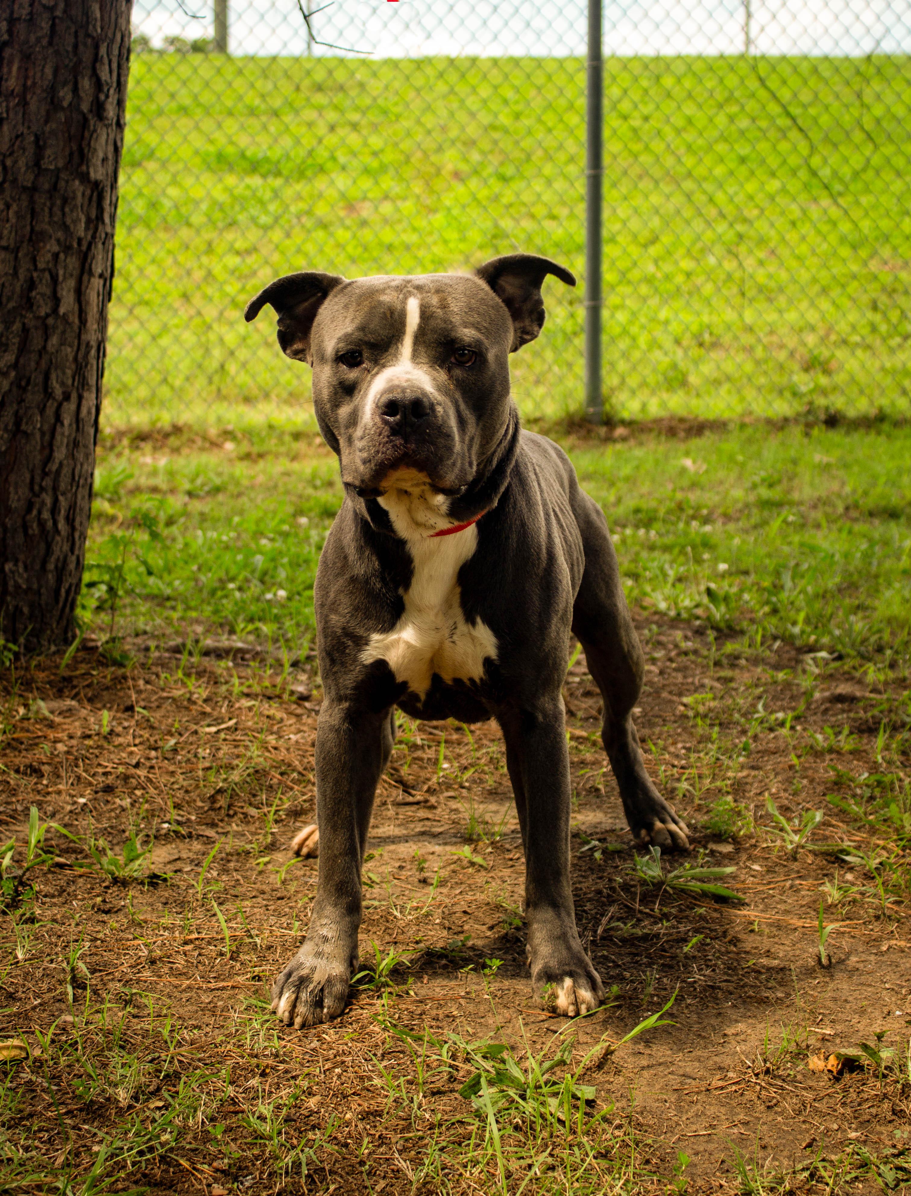 FRANKENSTEIN, ADOPTABLE, Young Male Pit Bull Terrier.
