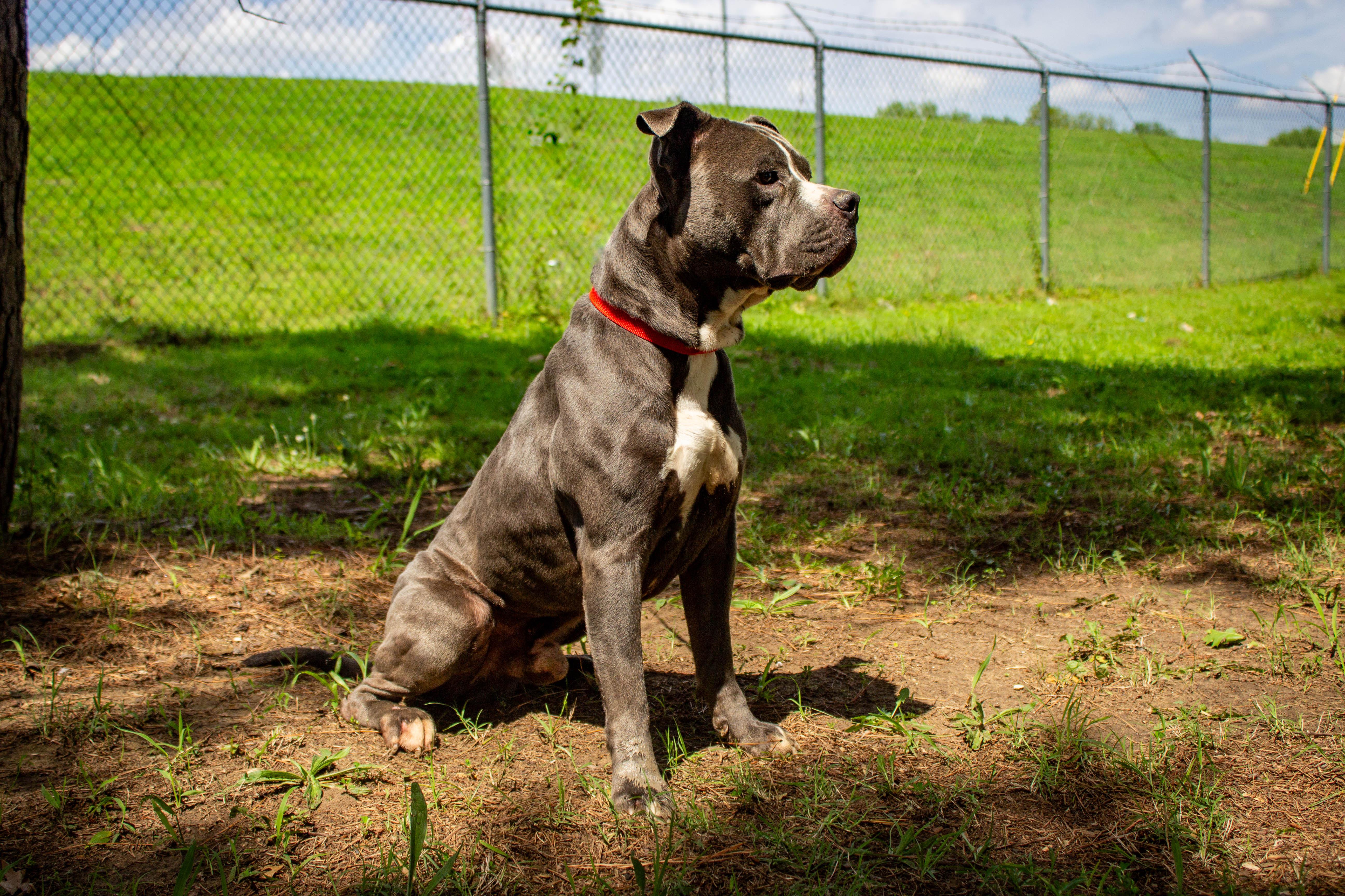 FRANKENSTEIN, a ADOPTABLE Pit Bull Terrier in Jenks, OK image 2/2