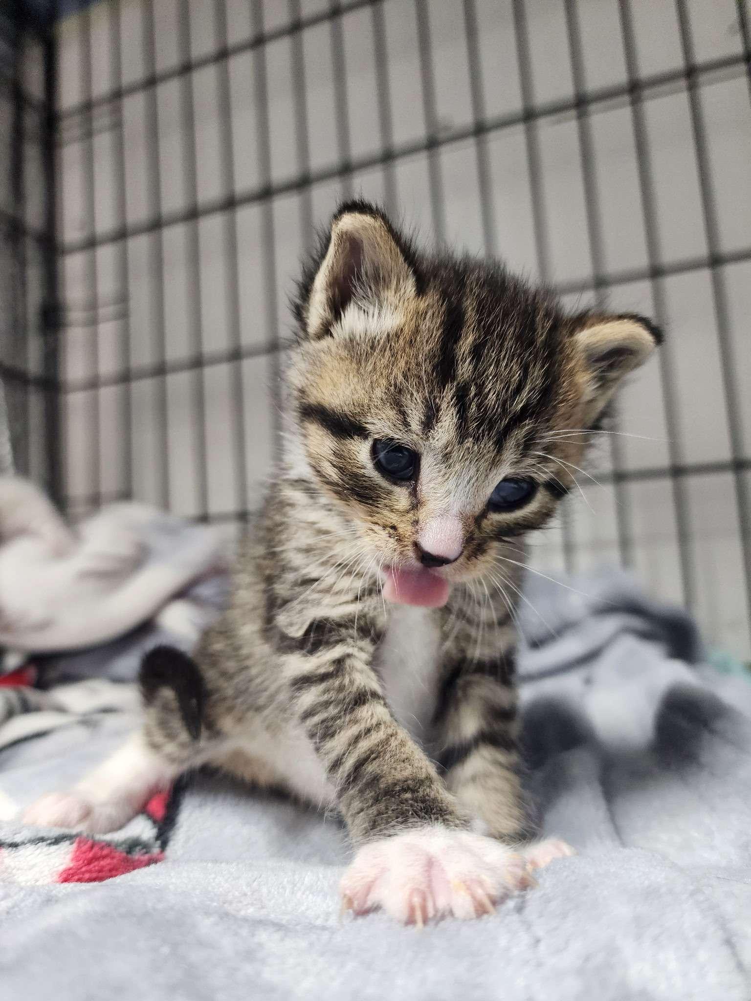 Enlarge Clancy, an adopted Domestic Short Hair in Piscataway, NJ image 2/2