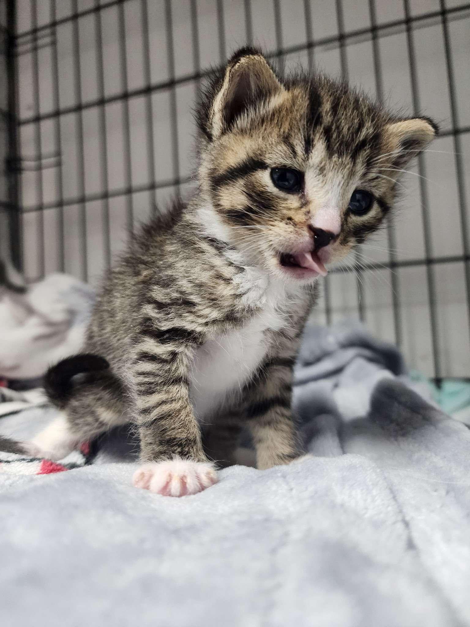 Clancy, adopted, Kitten Male Domestic Short Hair.