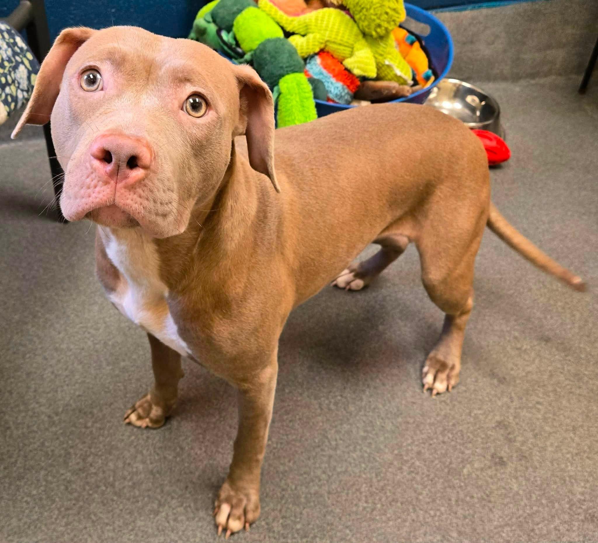 Pinot, a ADOPTABLE mixed breed in Amherst, VA image 2/6
