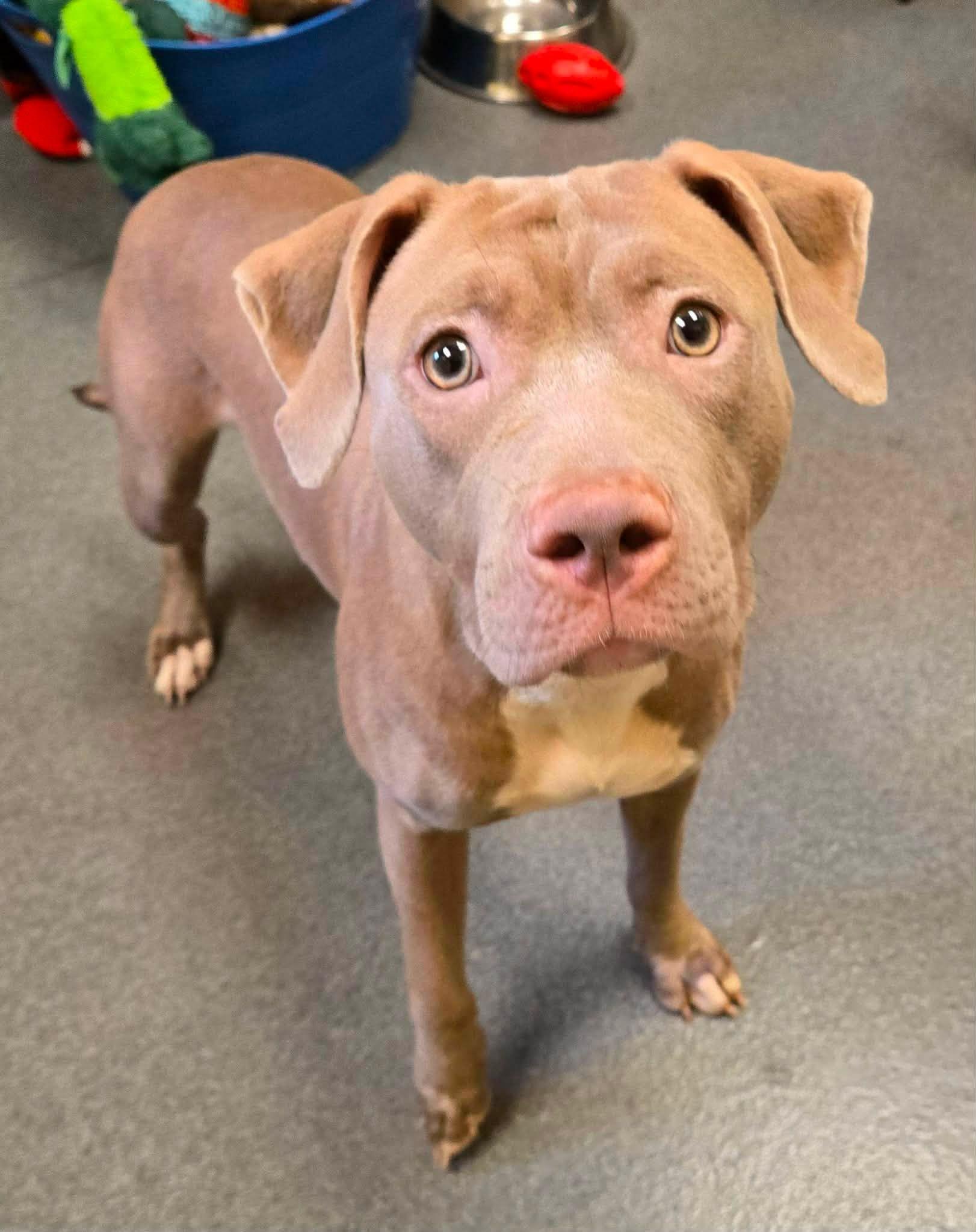 Pinot, a ADOPTABLE mixed breed in Amherst, VA image 5/6