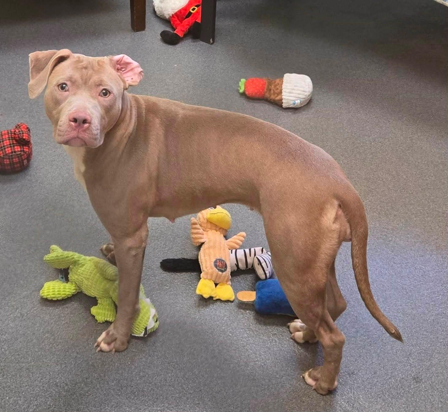 Pinot, a ADOPTABLE mixed breed in Amherst, VA image 3/6