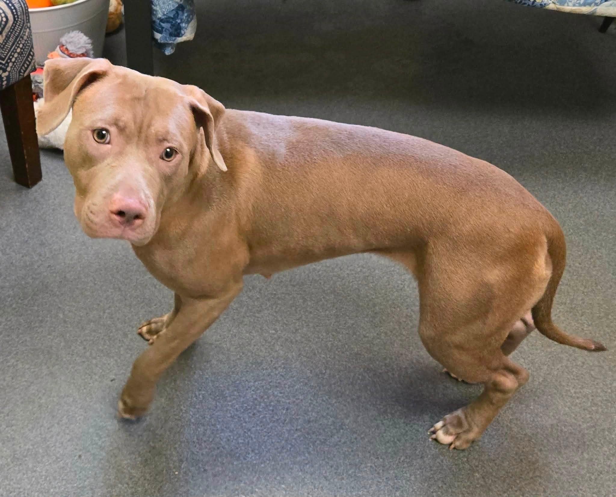 Pinot, a ADOPTABLE mixed breed in Amherst, VA image 6/6