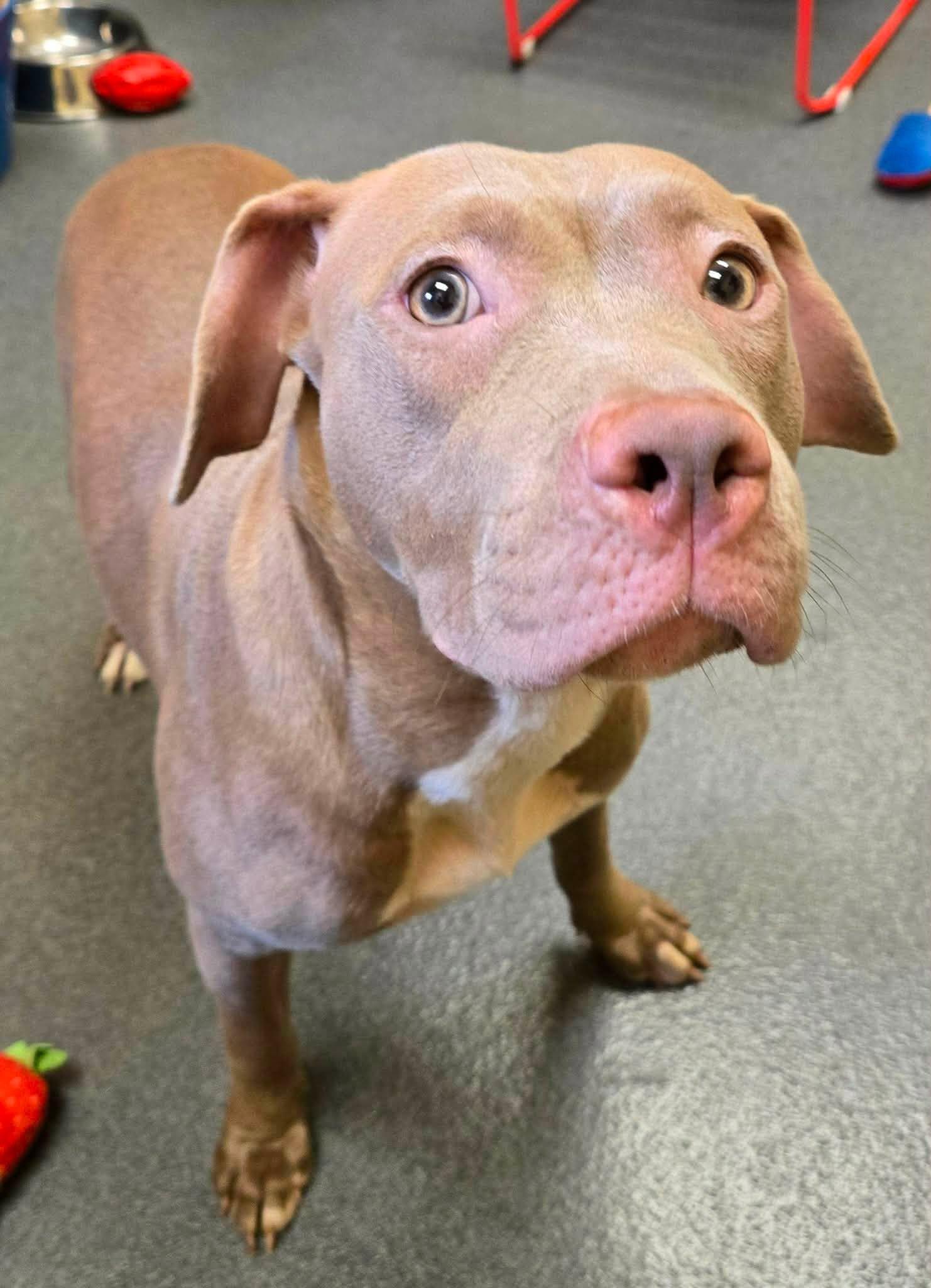 Pinot, a ADOPTABLE mixed breed in Amherst, VA image 4/6