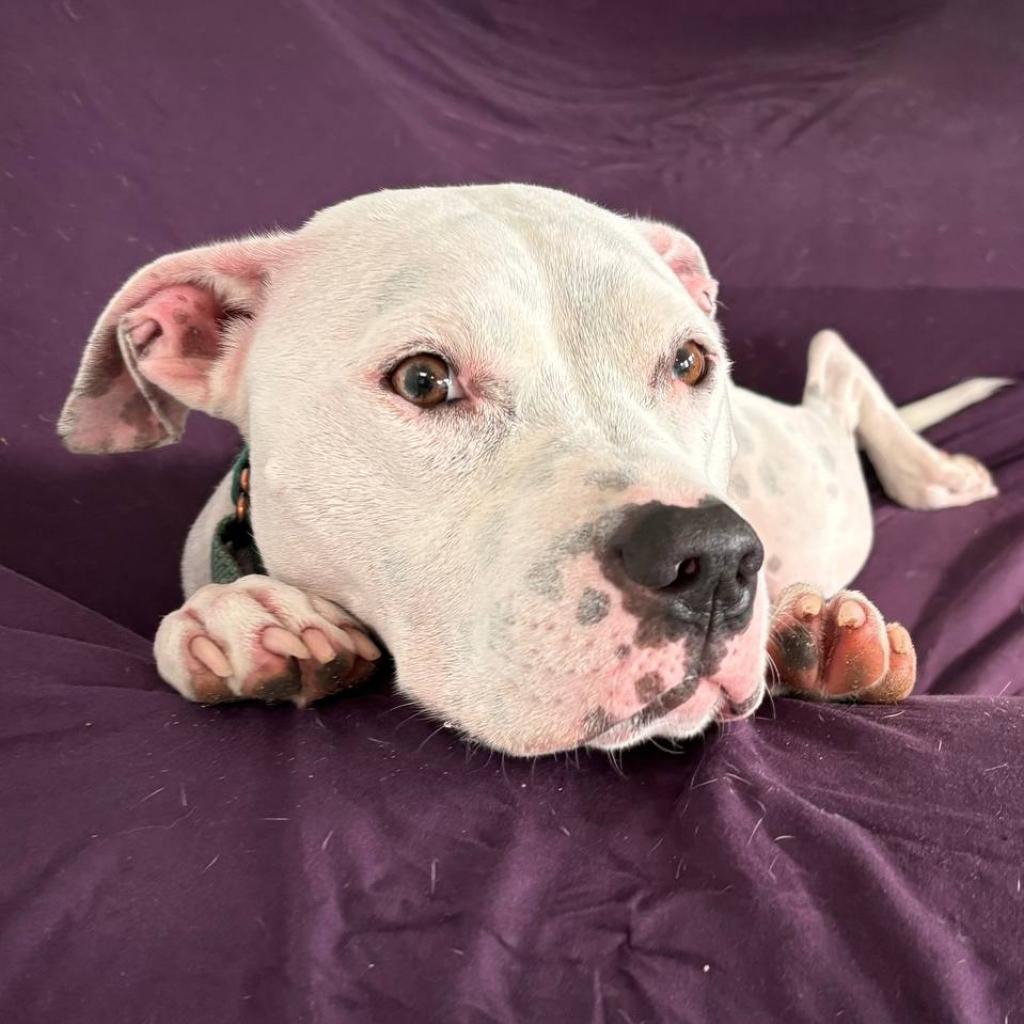 Melo, Adoptable, Adult Male Mixed Breed.