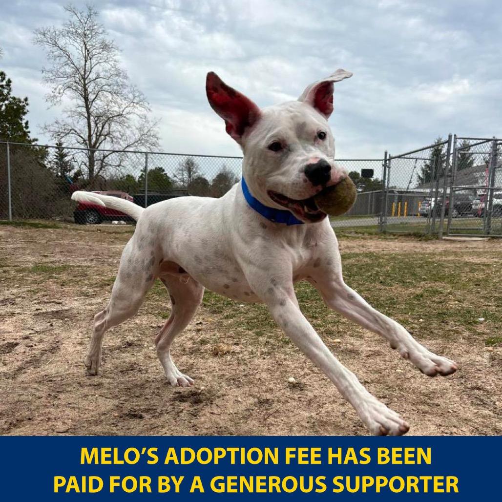 Enlarge Melo, a Adoptable Mixed Breed in Westhampton, NY image 3/6