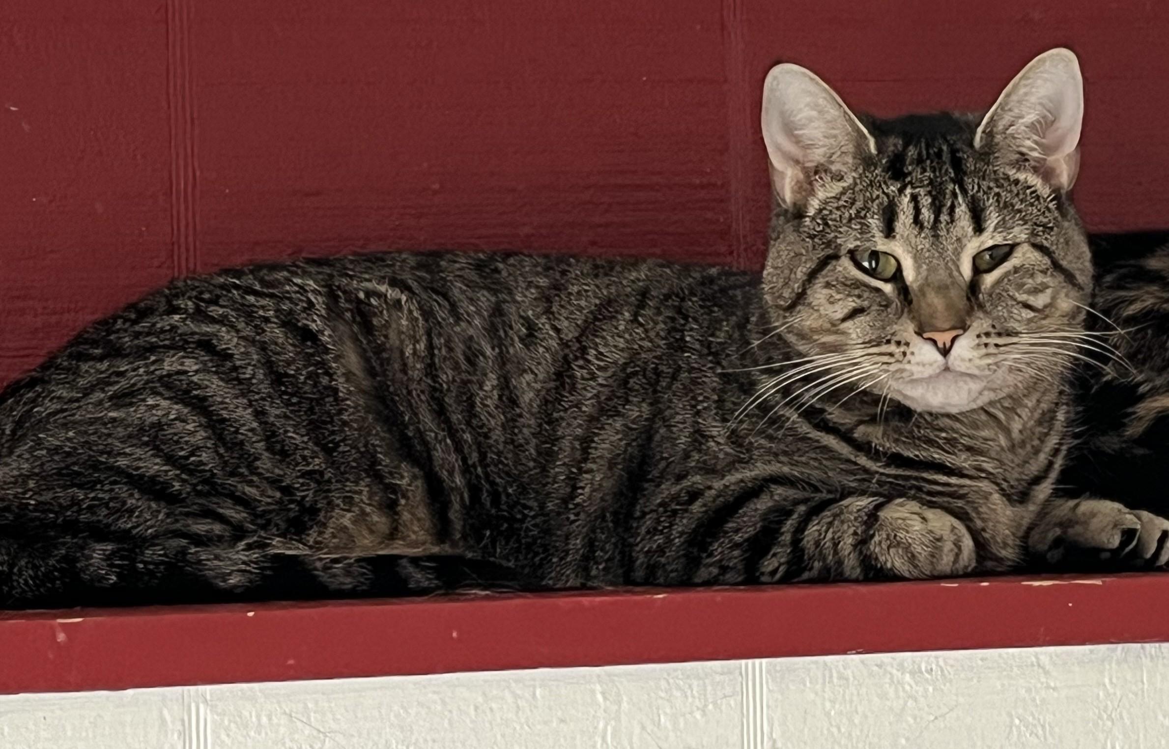 Honey Shewman (mom bonded to daughter Callie)