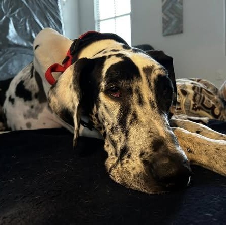 Enlarge San Luis (Louie), a ADOPTABLE Great Dane in Mesa, AZ image 3/6