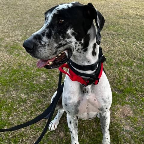 Enlarge San Luis (Louie), a ADOPTABLE Great Dane in Mesa, AZ image 4/6