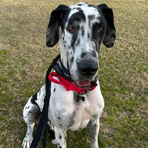 Enlarge San Luis (Louie), a ADOPTABLE Great Dane in Mesa, AZ image 2/6