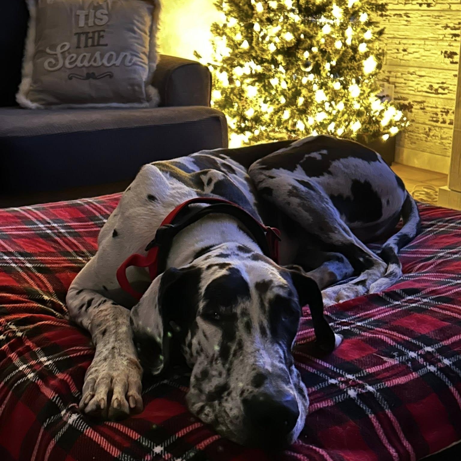 San Luis (Louie), ADOPTABLE, Adult Male Great Dane.