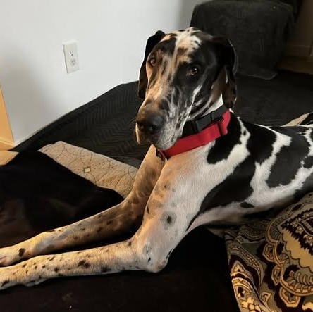 Enlarge San Luis (Louie), a ADOPTABLE Great Dane in Mesa, AZ image 5/6