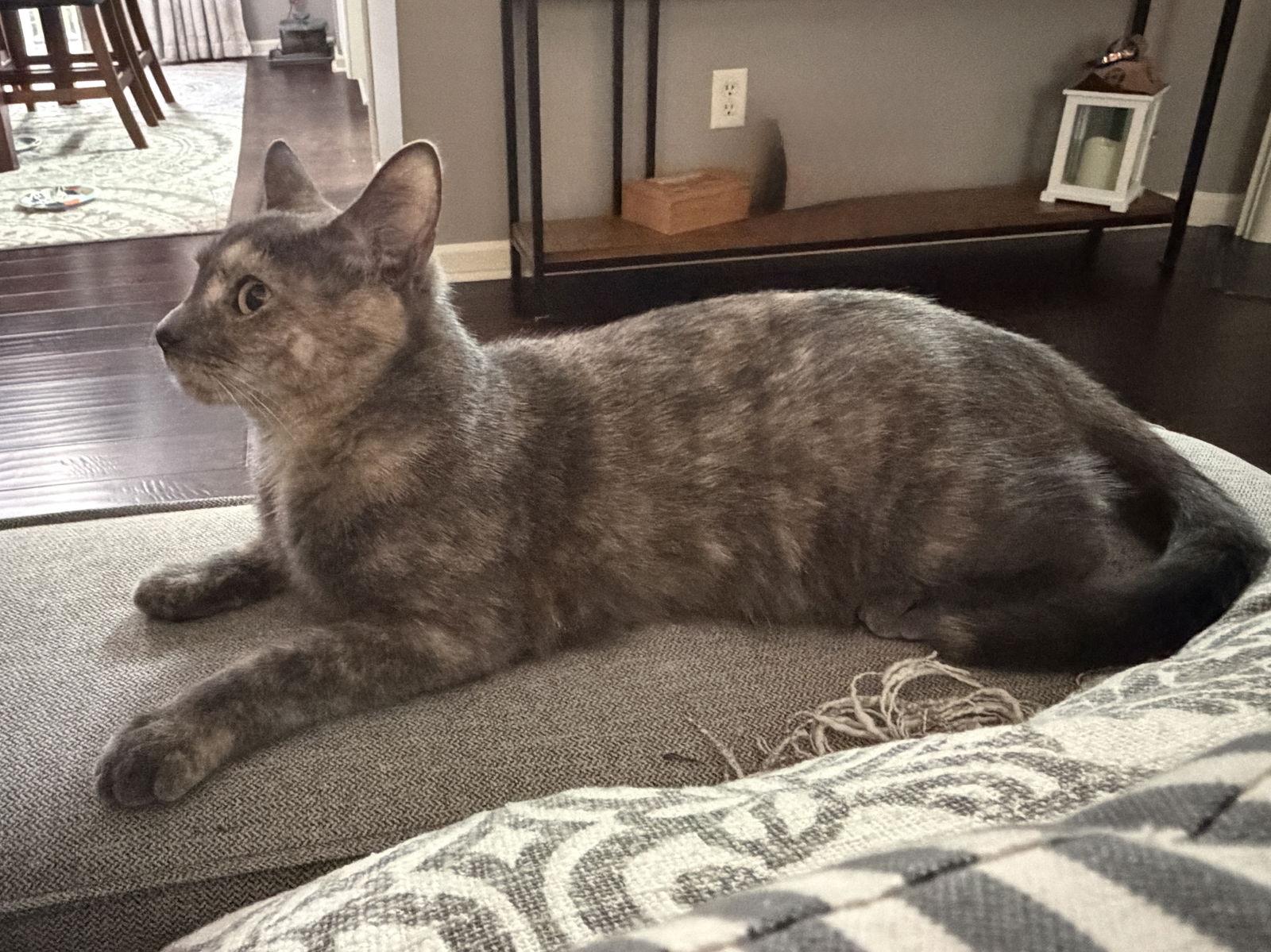 Enlarge Cinder, a Adoptable mixed breed in Nashville, TN image 1/3