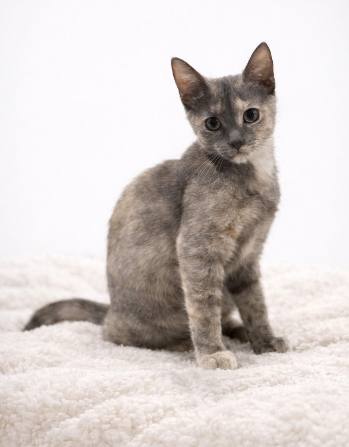 Enlarge Cinder, a Adoptable mixed breed in Nashville, TN image 2/3