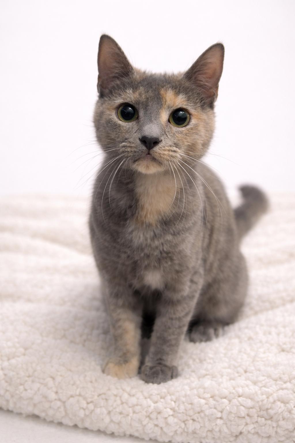 Enlarge Cinder, a Adoptable mixed breed in Nashville, TN image 3/3