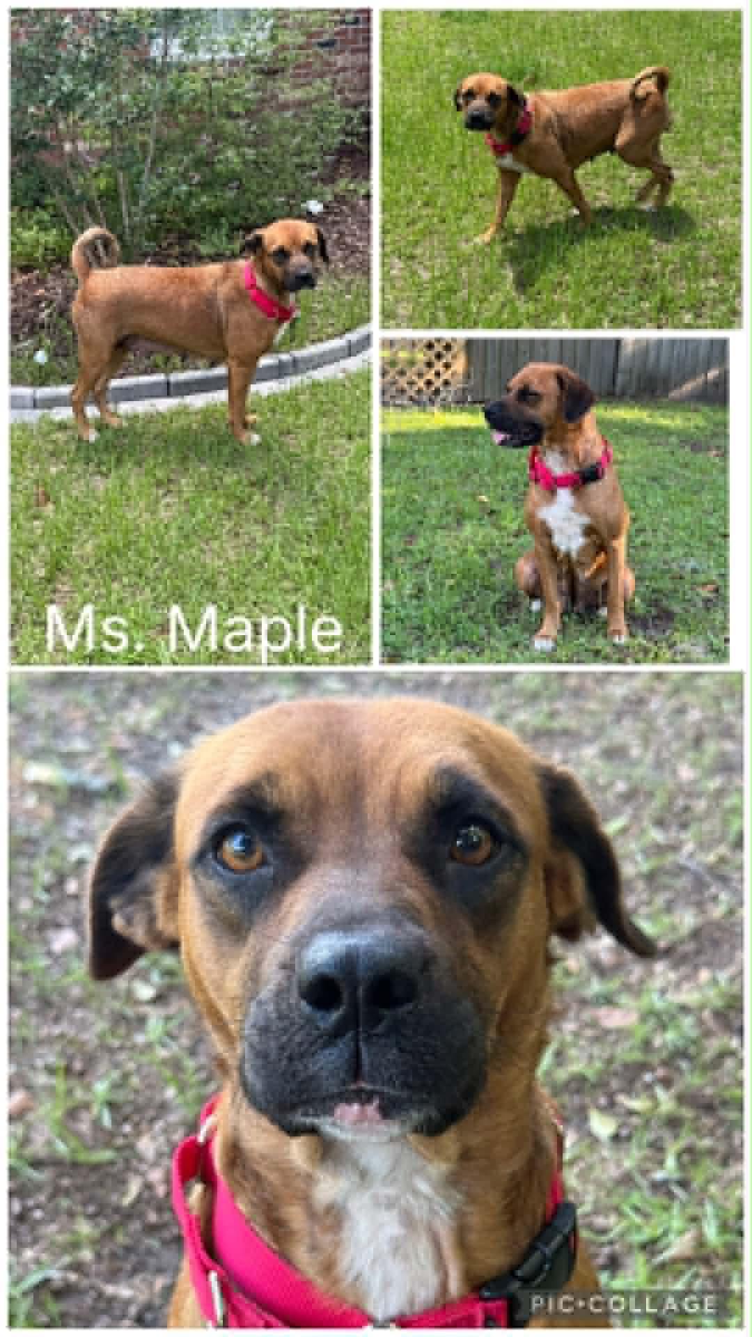 Miss Maple, ADOPTABLE, Young Female Mixed Breed & Pug.