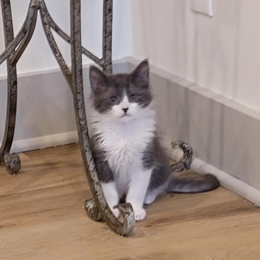 Goose, a ADOPTABLE Domestic Medium Hair in Wyandotte, MI image 4/6