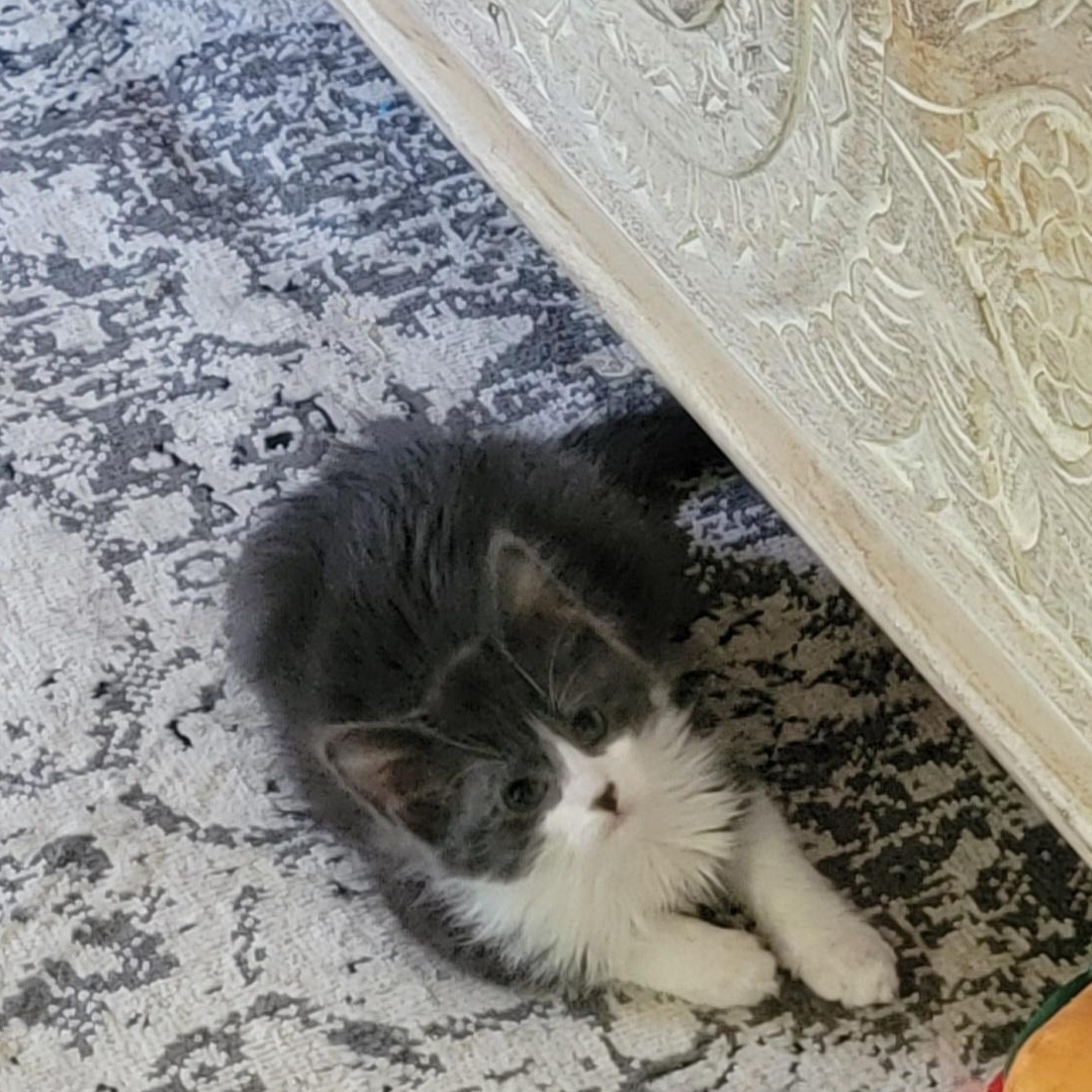 Goose, a ADOPTABLE Domestic Medium Hair in Wyandotte, MI image 5/6