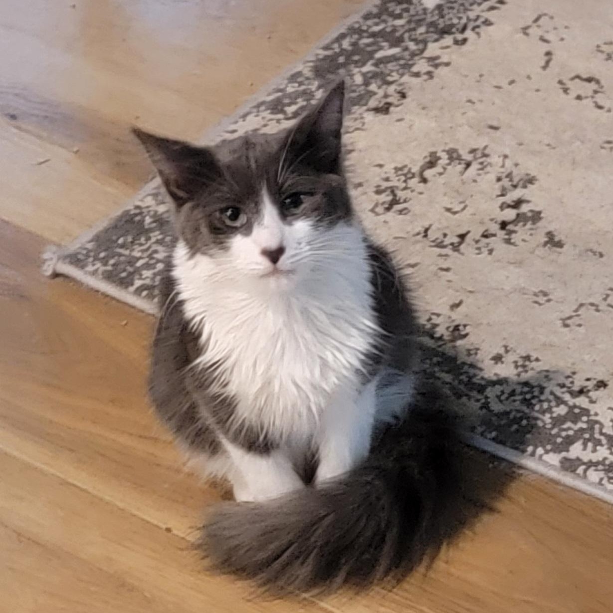 Enlarge Goose Adopted 9.26.26, a Adopted Domestic Medium Hair in Wyandotte, MI image 6/6