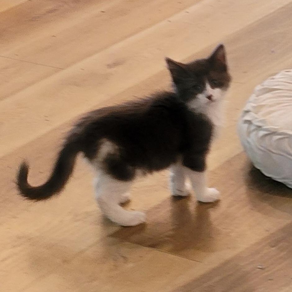 Goose, a ADOPTABLE Domestic Medium Hair in Wyandotte, MI image 2/6