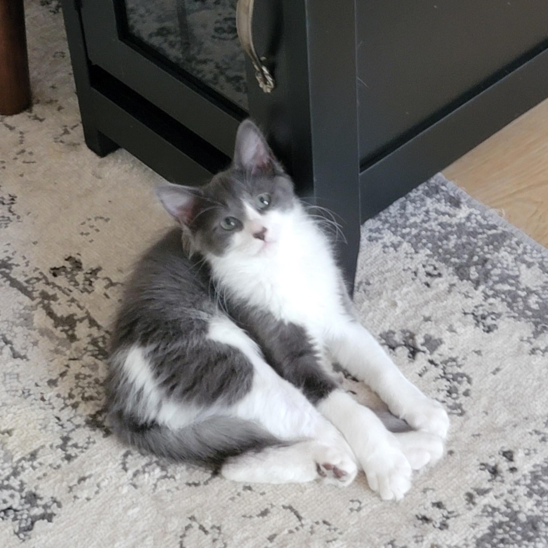 Enlarge Goose, a ADOPTABLE Domestic Medium Hair in Wyandotte, MI image 5/6