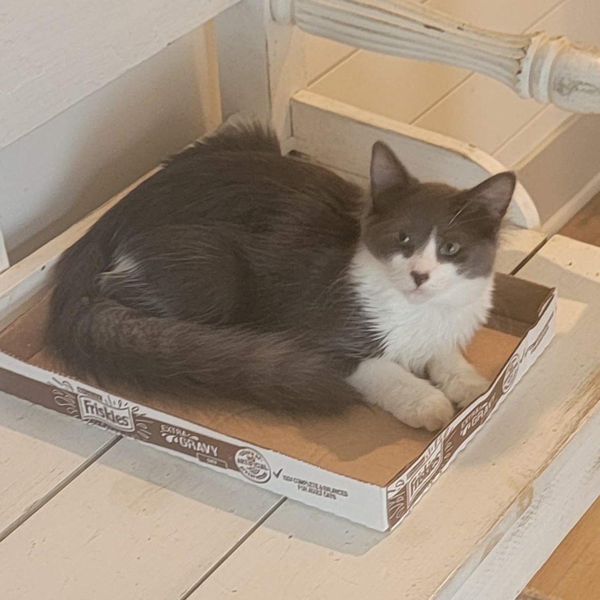 Enlarge Goose Adopted 9.26.26, a Adopted Domestic Medium Hair in Wyandotte, MI image 3/6