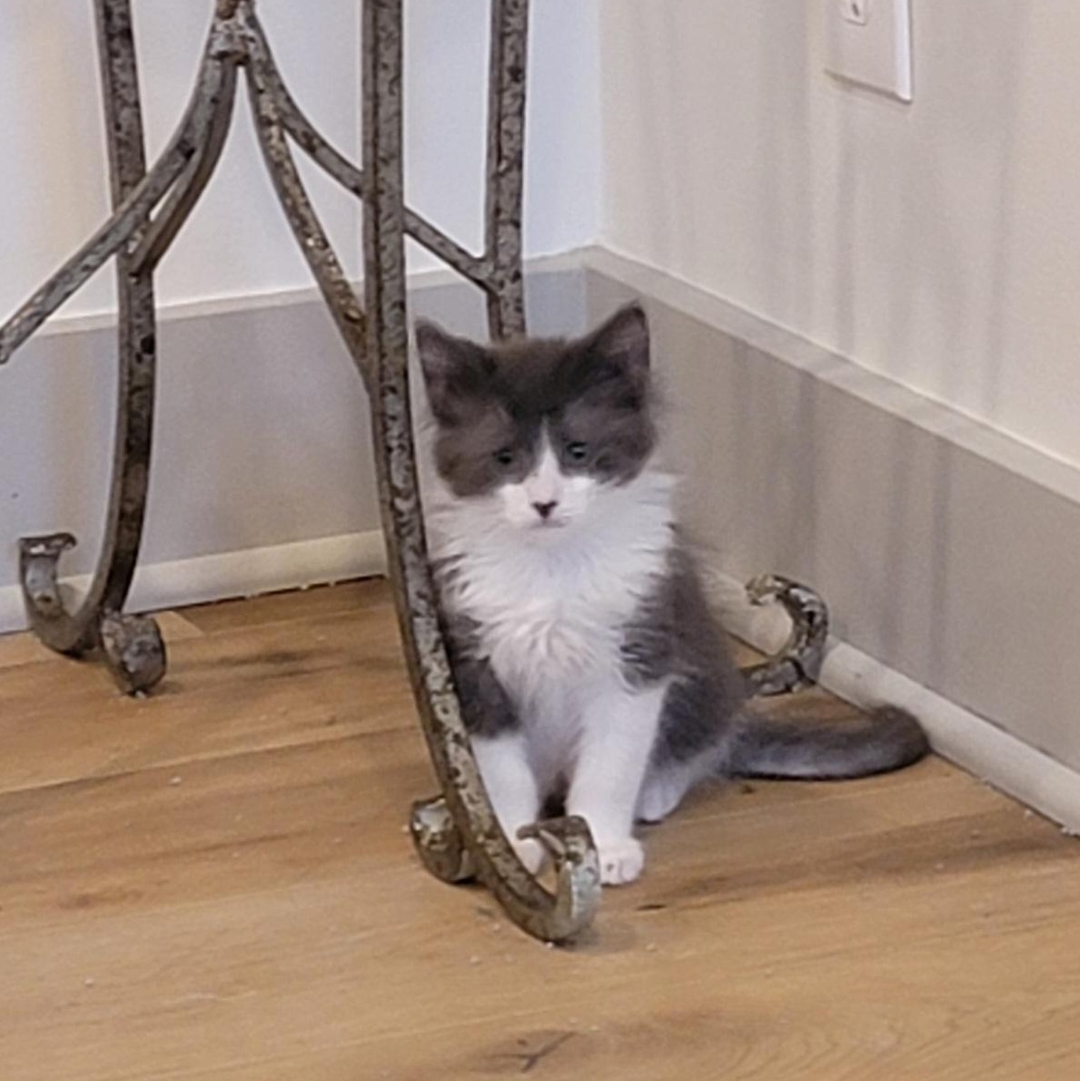 Goose, ADOPTABLE, Kitten Male Domestic Medium Hair.