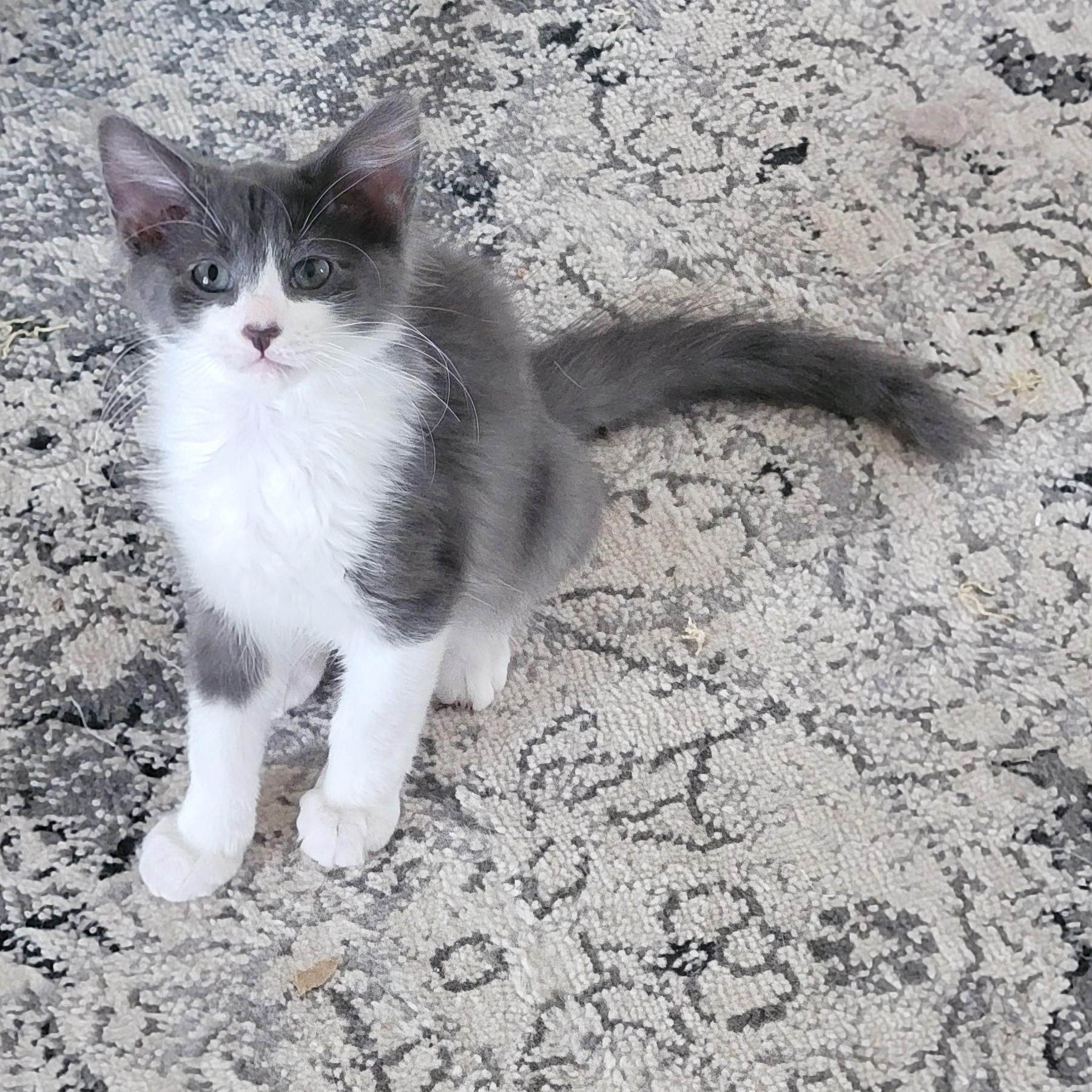 Goose, a ADOPTABLE Domestic Medium Hair in Wyandotte, MI image 2/6