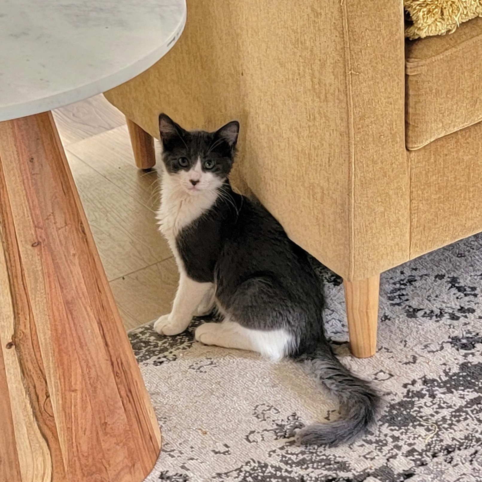 Enlarge Goose, a ADOPTABLE Domestic Medium Hair in Wyandotte, MI image 2/6