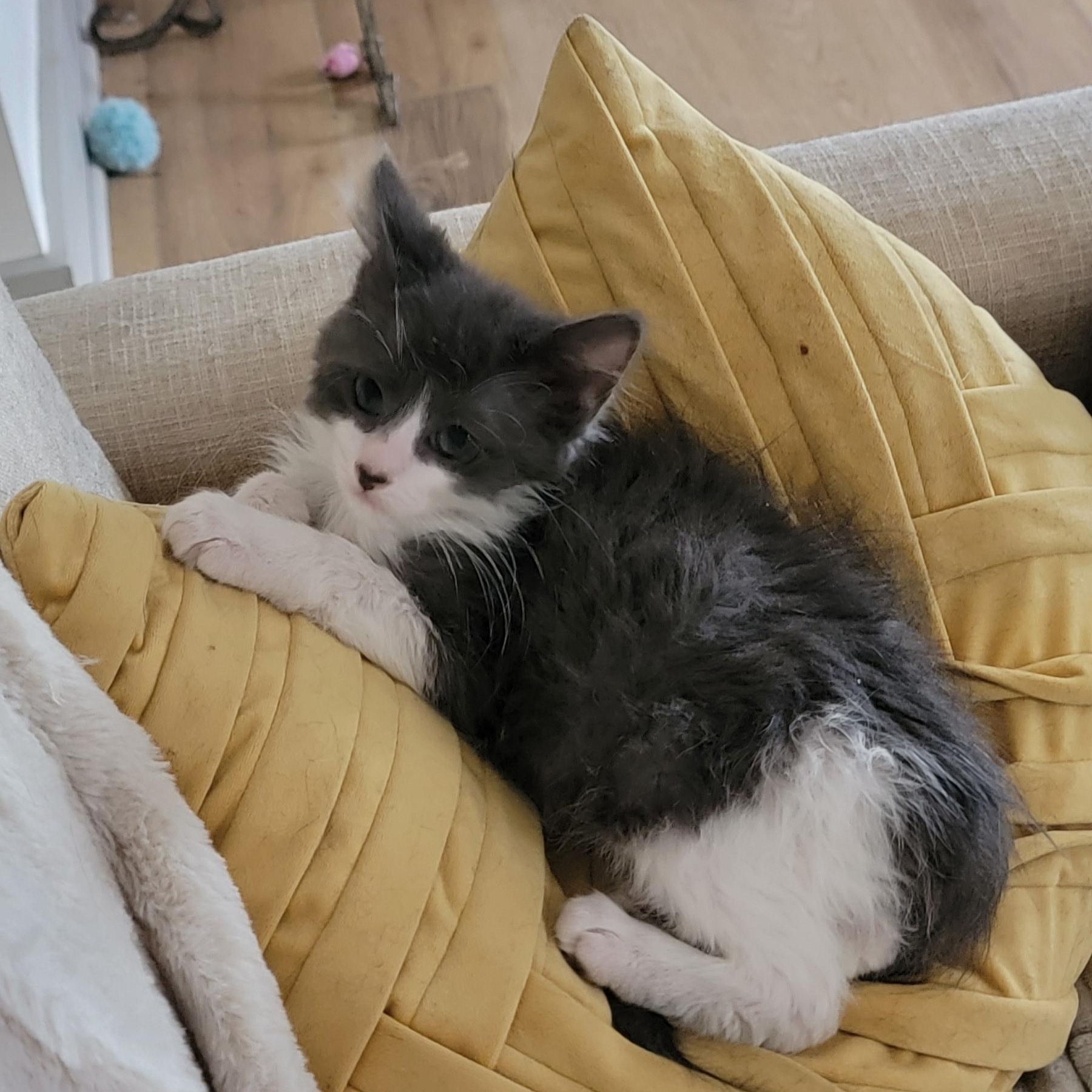 Goose, a ADOPTABLE Domestic Medium Hair in Wyandotte, MI image 6/6