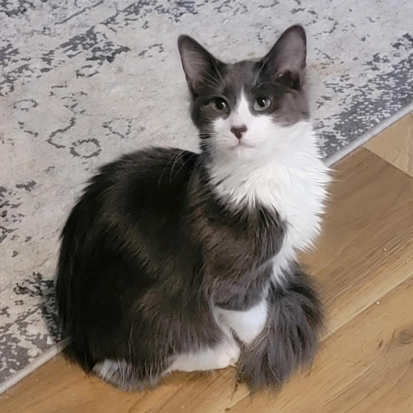 Goose Adopted 9.26.26, Adopted, Kitten Male Domestic Medium Hair.