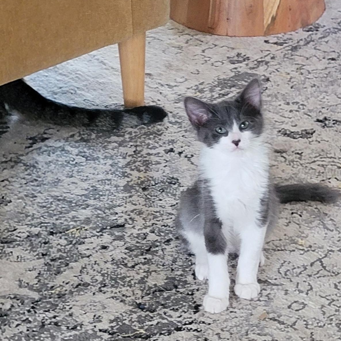 Goose, a ADOPTABLE Domestic Medium Hair in Wyandotte, MI image 6/6