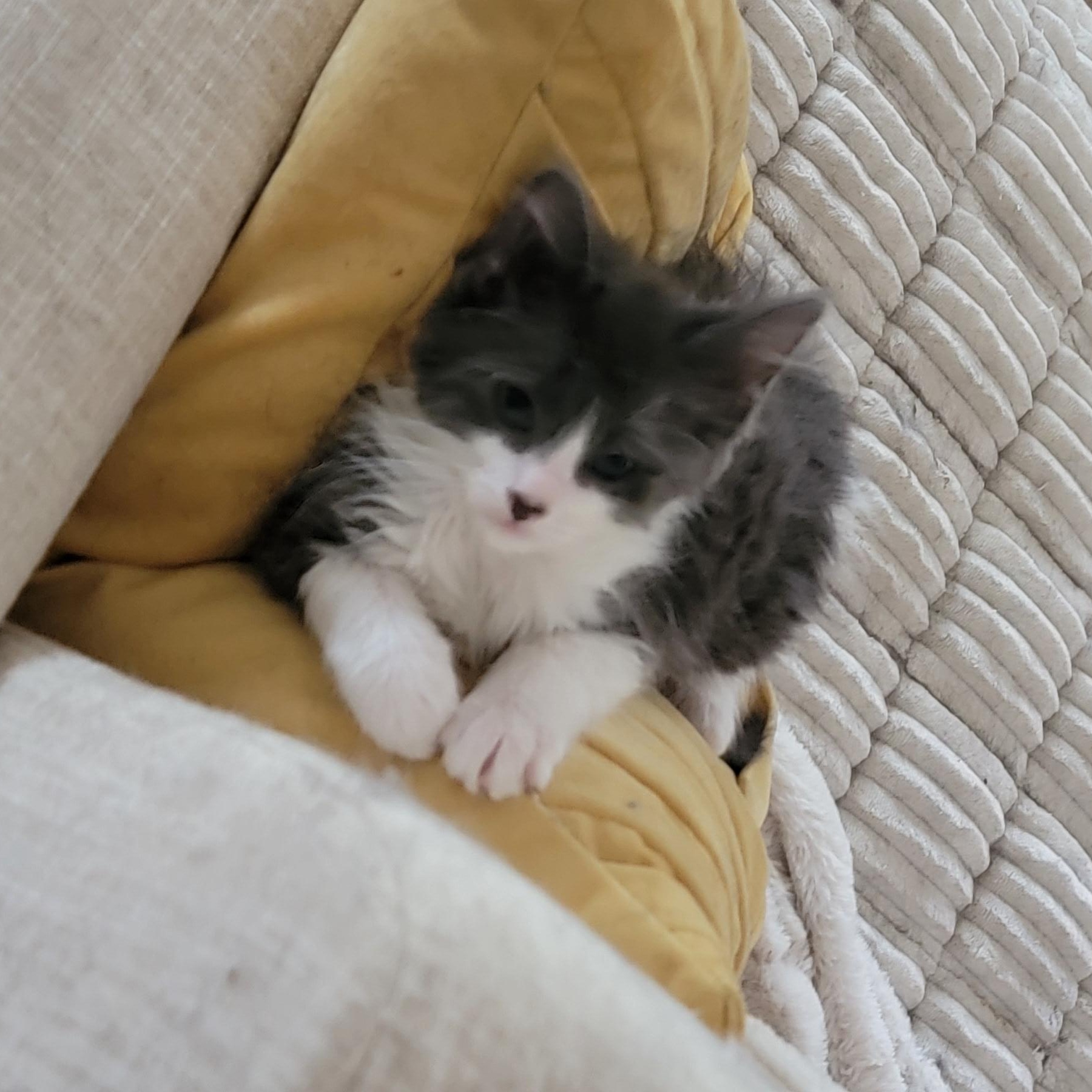 Goose, a ADOPTABLE Domestic Medium Hair in Wyandotte, MI image 3/6