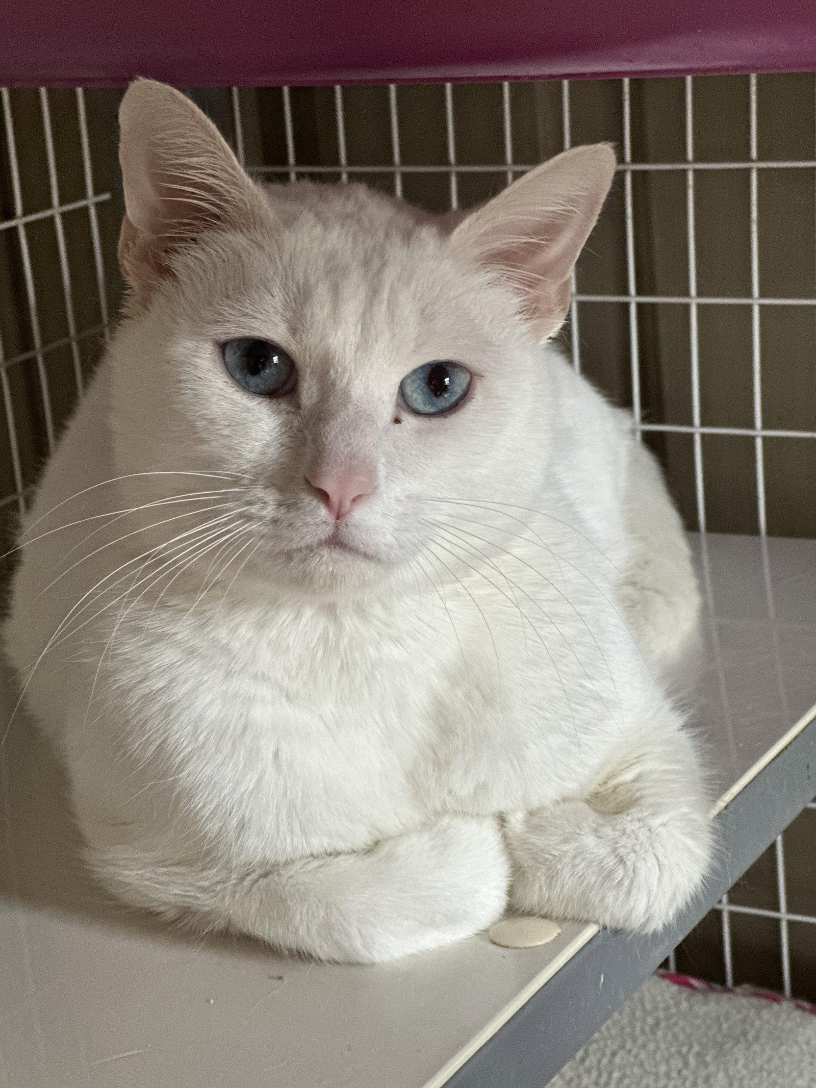 Yeti, Adoptable, Adult Male Domestic Short Hair.