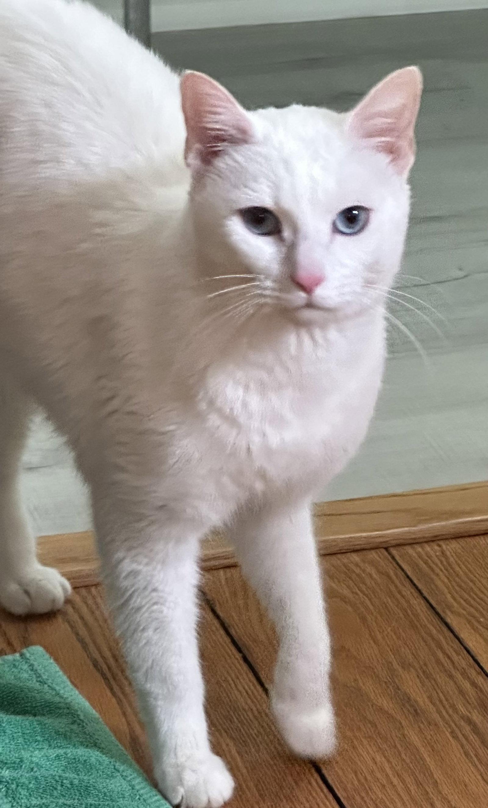 Yeti, a Adoptable Domestic Short Hair in Newtown Square, PA image 2/2