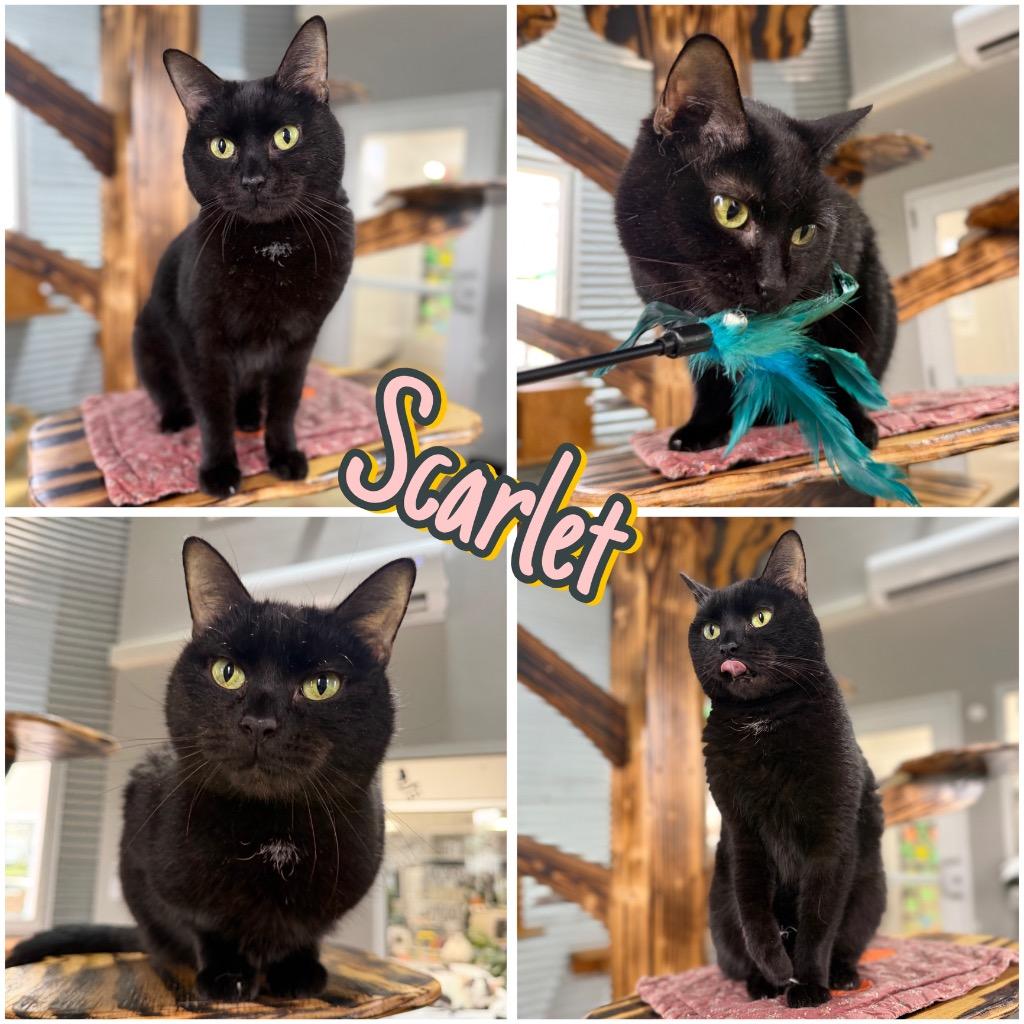 Scarlet - retired momma-Long Term Resident, Adoptable, Adult Female Domestic Short Hair.