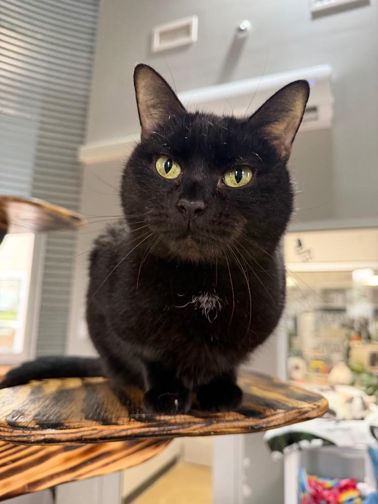 Enlarge Scarlet - retired momma-Long Term Resident, a Adoptable mixed breed in Pierceton, IN image 2/6