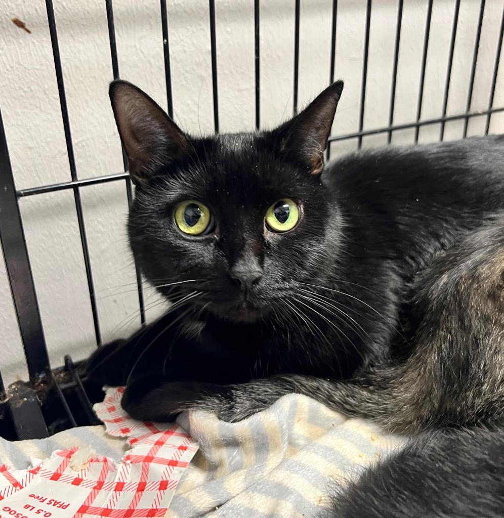 Enlarge Scarlet - retired momma-Long Term Resident, a Adoptable mixed breed in Pierceton, IN image 3/6