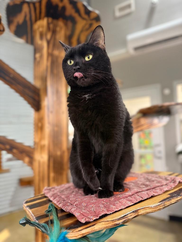 Enlarge Scarlet - retired momma-Long Term Resident, a Adoptable mixed breed in Pierceton, IN image 4/6
