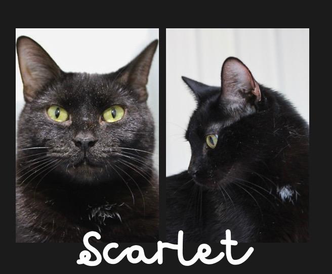 Enlarge Scarlet - retired momma-Long Term Resident, a Adoptable mixed breed in Pierceton, IN image 5/6