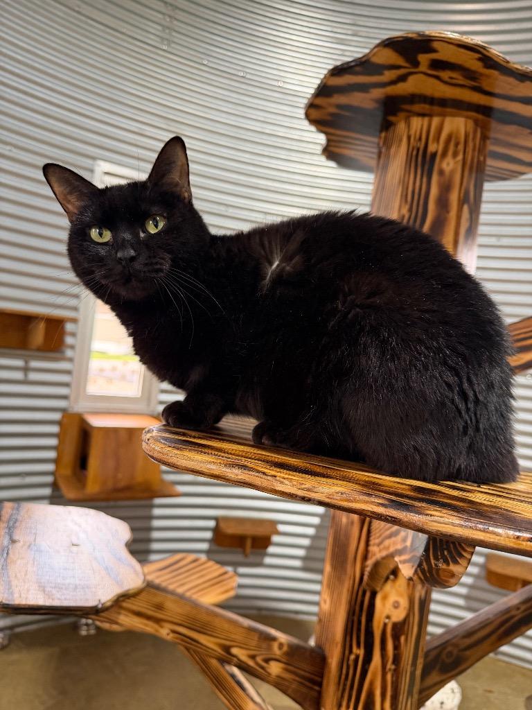 Enlarge Scarlet - retired momma-Long Term Resident, a Adoptable mixed breed in Pierceton, IN image 6/6