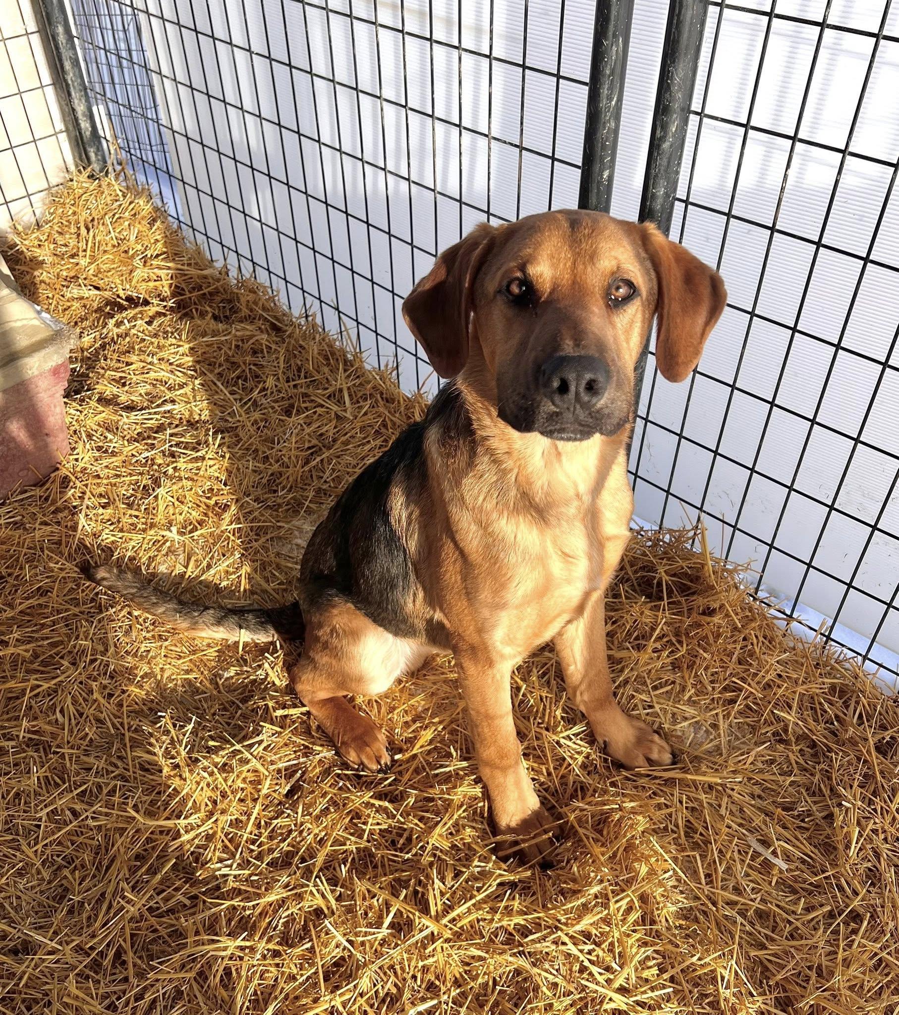 Tucker, ADOPTABLE, Young Male Shepherd & Hound.