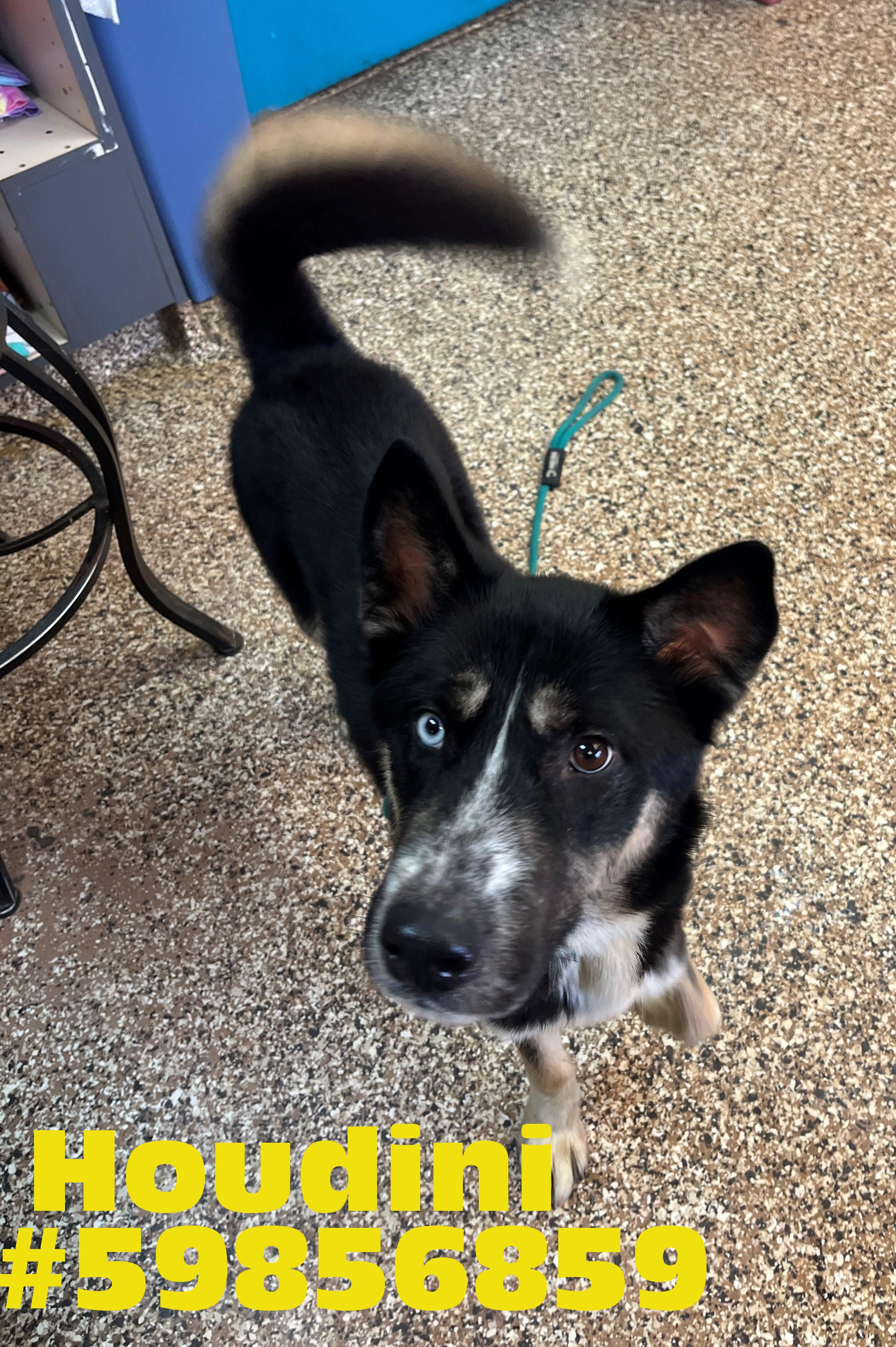 Houdini , ADOPTABLE, Young Male German Shepherd Dog & Husky.