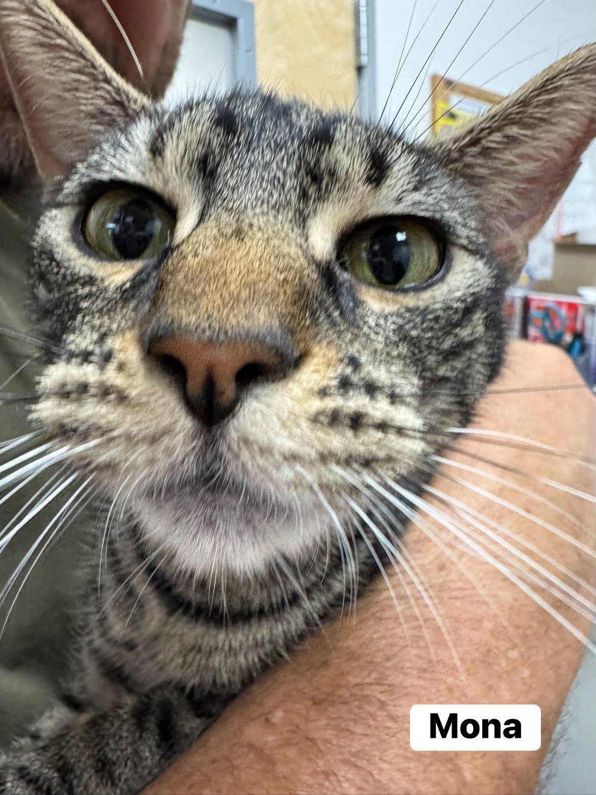 Mona, a ADOPTABLE Domestic Short Hair in Staten Island, NY image 2/5