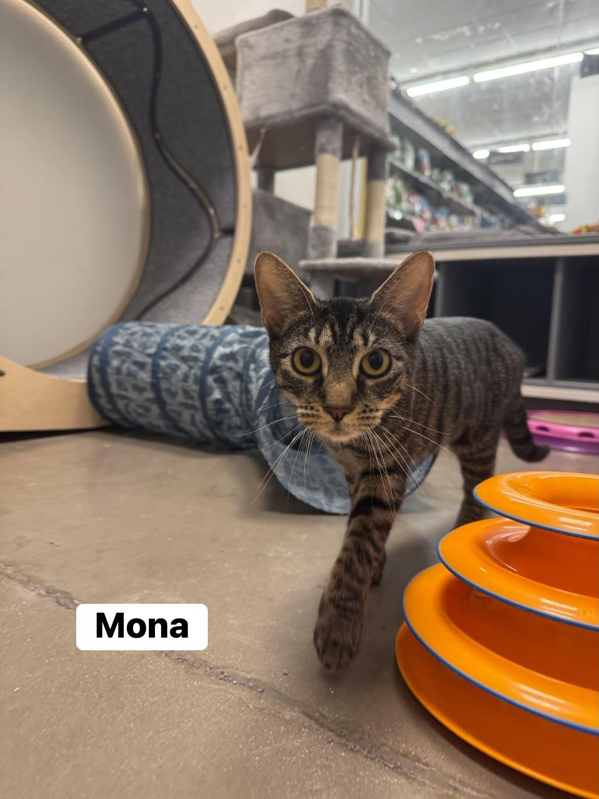 Mona, a ADOPTABLE Domestic Short Hair in Staten Island, NY image 3/5