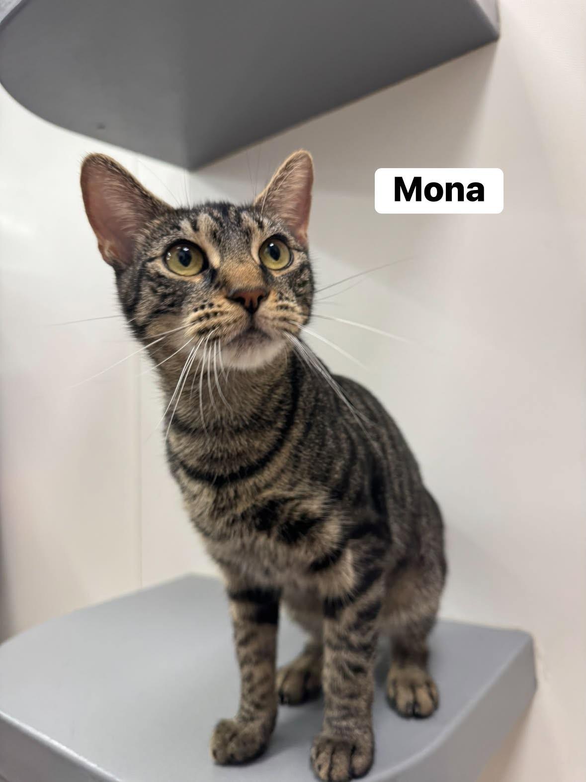 Mona, ADOPTABLE, Young Female Domestic Short Hair.